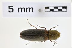 Foto (Dorsalansicht) von Limonius auripilis (NHMW-ZOO-COL-0008600)